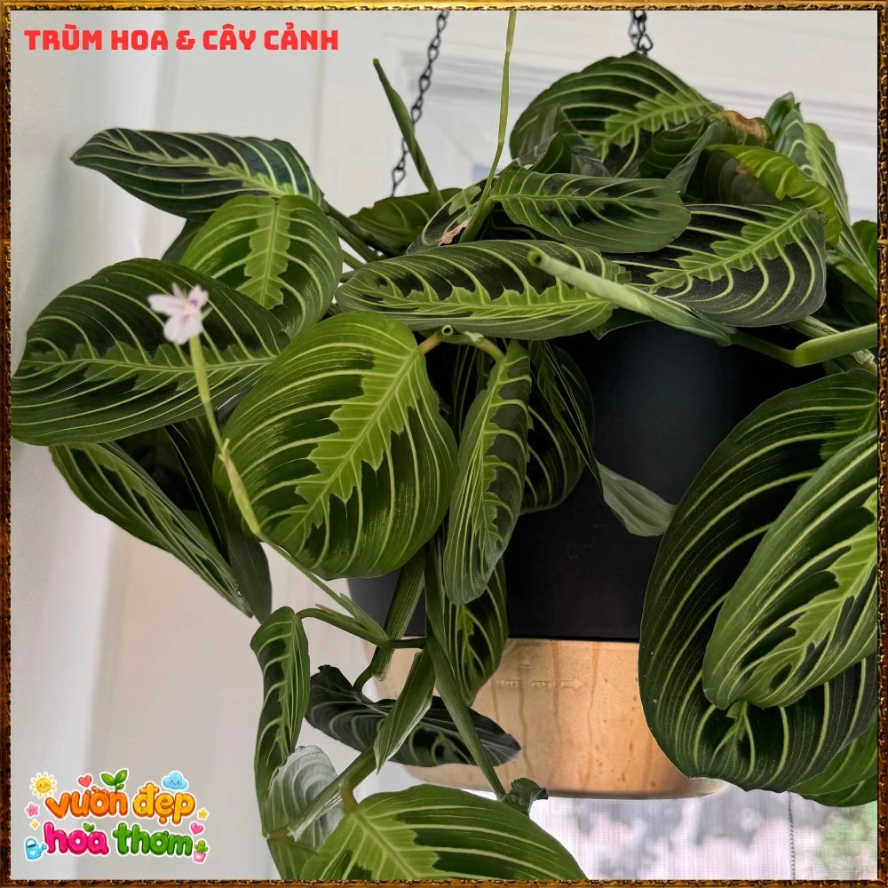 Cây Cầu Nguyện Manta Lá Xanh Gân Hồng Lạ Mắt - Ảnh 16
