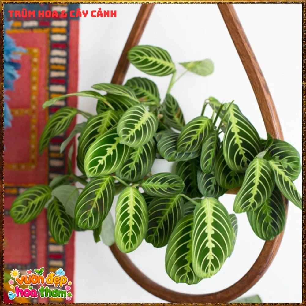 Cây Cầu Nguyện Manta Lá Xanh Gân Hồng Lạ Mắt - Ảnh 17