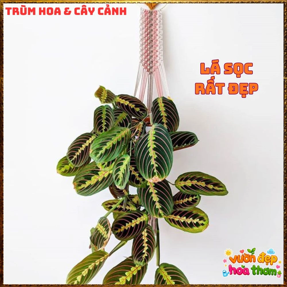 Cây Cầu Nguyện Manta Lá Xanh Gân Hồng Lạ Mắt - Ảnh 2