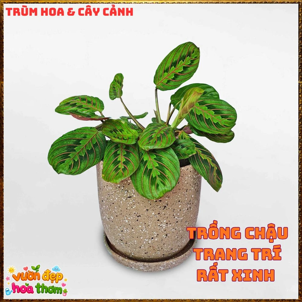 Cây Cầu Nguyện Manta Lá Xanh Gân Hồng Lạ Mắt - Ảnh 18