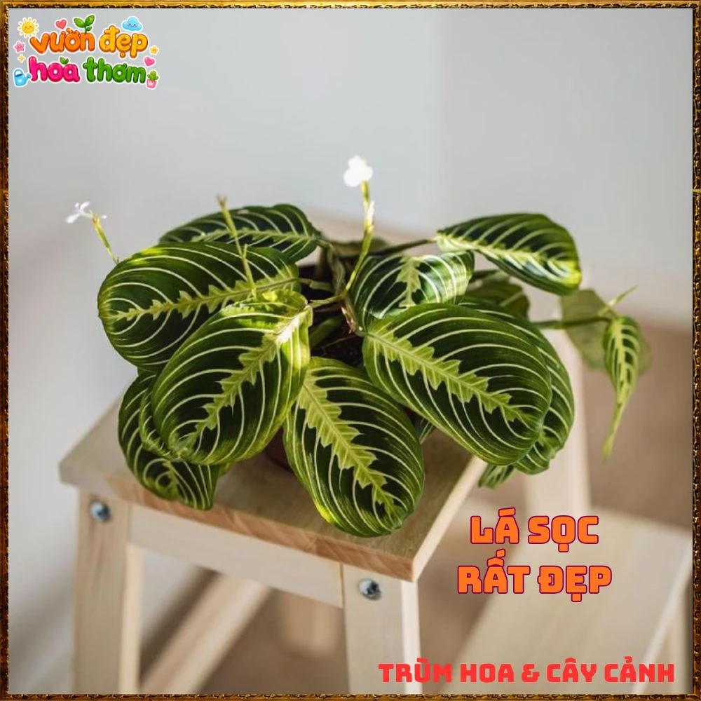 Cây Cầu Nguyện Manta Lá Xanh Gân Hồng Lạ Mắt - Ảnh 19