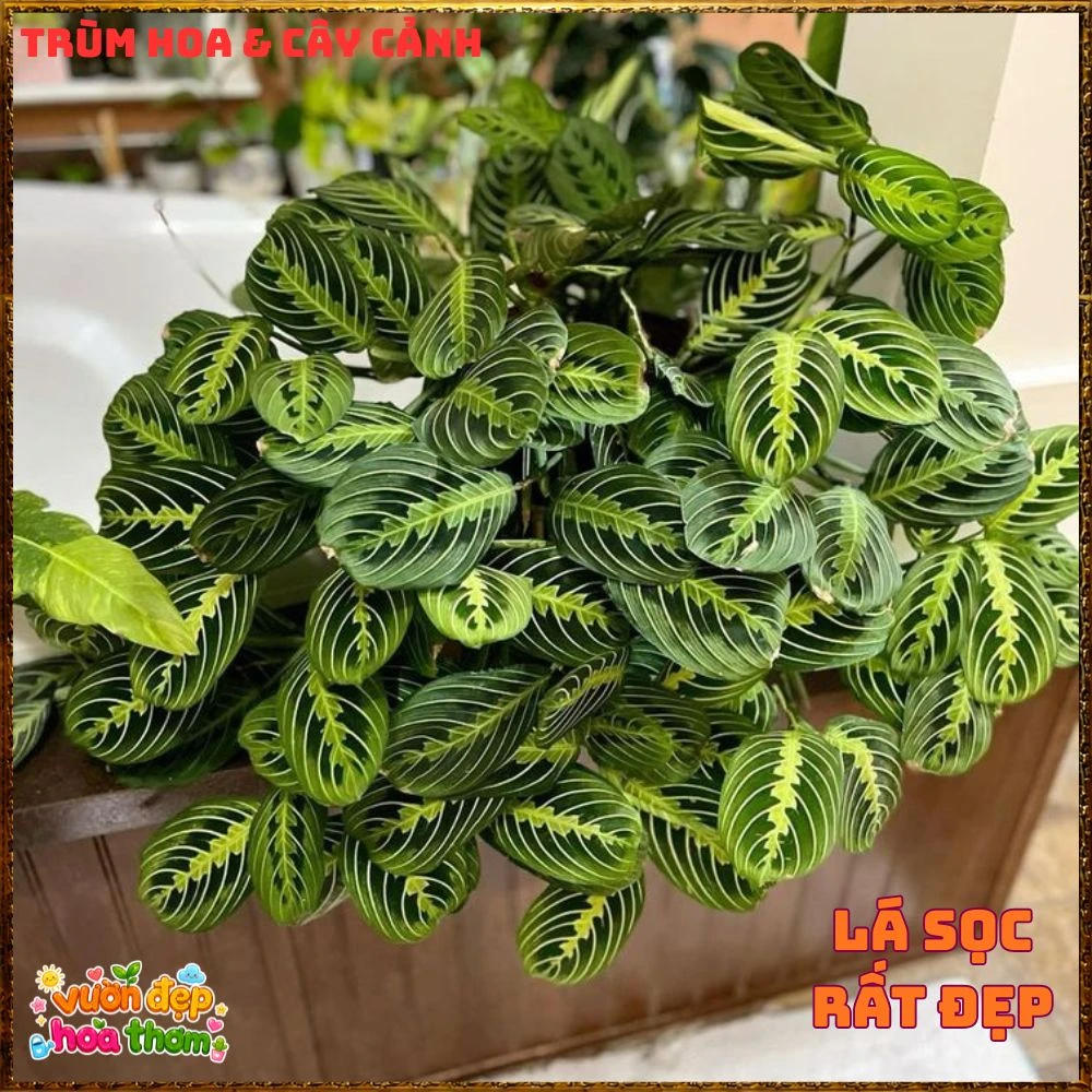 Cây Cầu Nguyện Manta Lá Xanh Gân Hồng Lạ Mắt - Ảnh 4