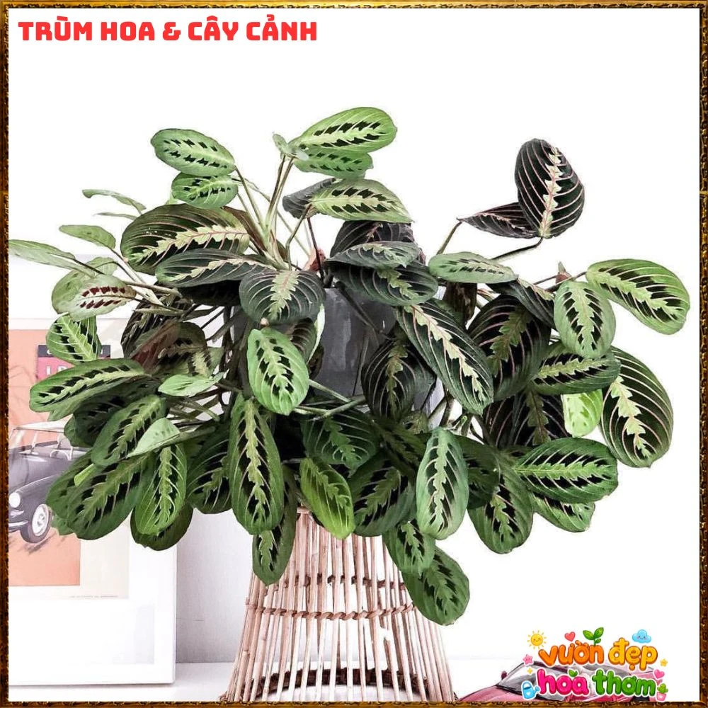 Cây Cầu Nguyện Manta Lá Xanh Gân Hồng Lạ Mắt - Ảnh 5