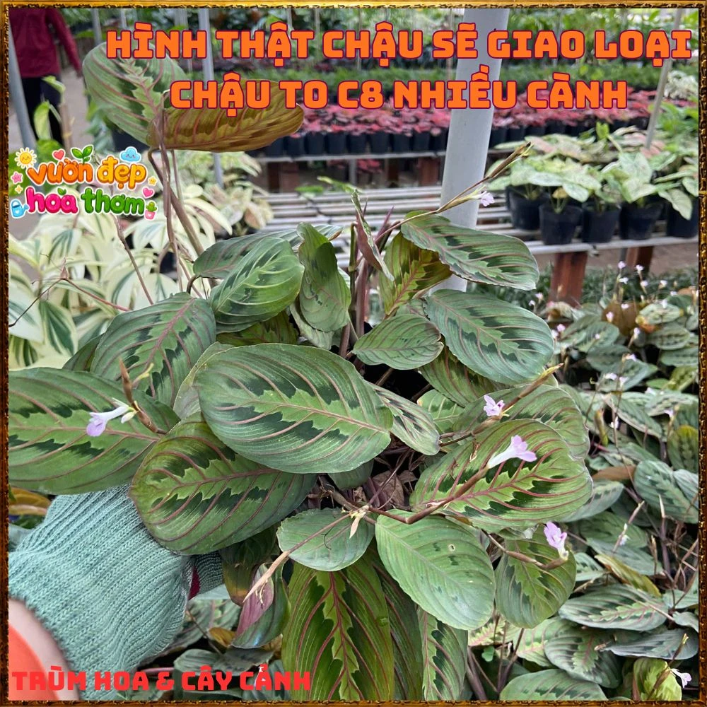 Cây Cầu Nguyện Manta Lá Xanh Gân Hồng Lạ Mắt - Ảnh 6