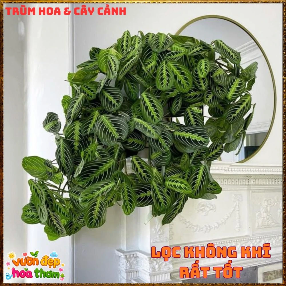 Cây Cầu Nguyện Manta Lá Xanh Gân Hồng Lạ Mắt - Ảnh 7