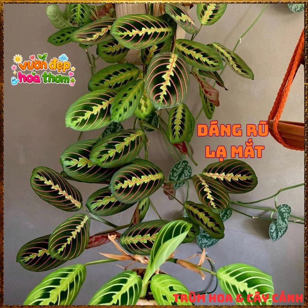 Cây Cầu Nguyện Manta Lá Xanh Gân Hồng Lạ Mắt