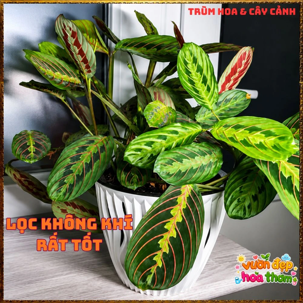 Cây Cầu Nguyện Manta Lá Xanh Gân Hồng Lạ Mắt - Ảnh 9