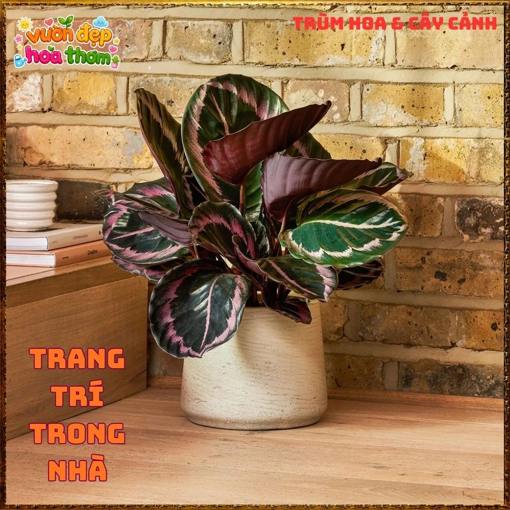 Cây Đuôi Công Tím Đậm - Ảnh 2