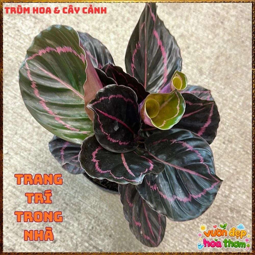 Cây Đuôi Công Tím Đậm - Ảnh 3