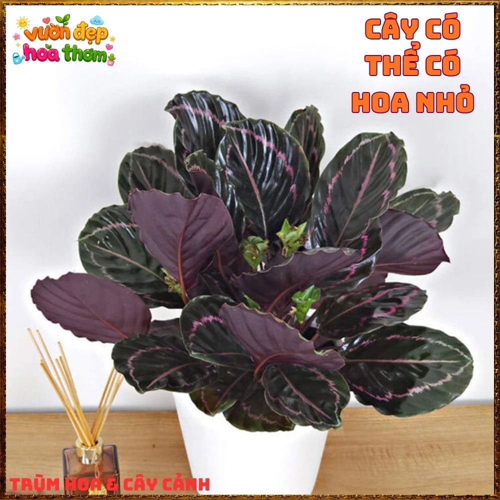 Cây Đuôi Công Tím Đậm - Ảnh 4
