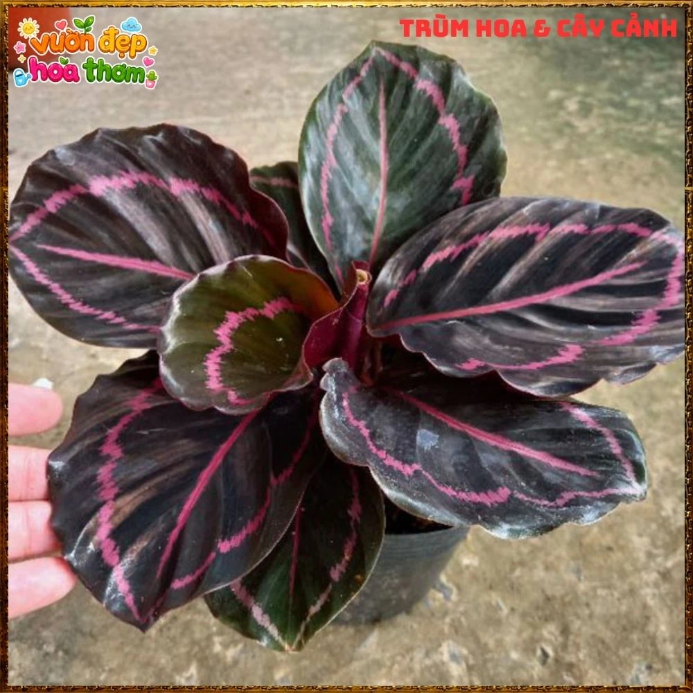 Cây Đuôi Công Tím Đậm - Ảnh 5