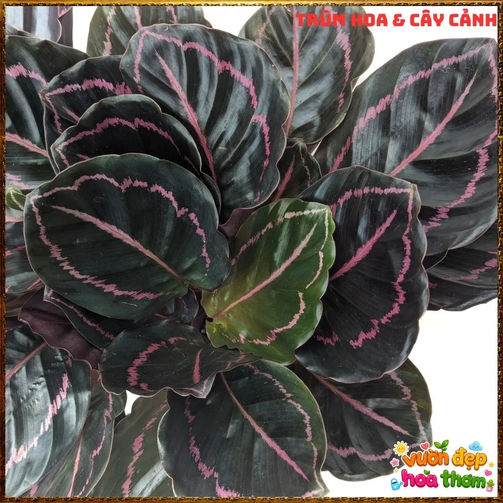 Cây Đuôi Công Tím Đậm - Ảnh 6
