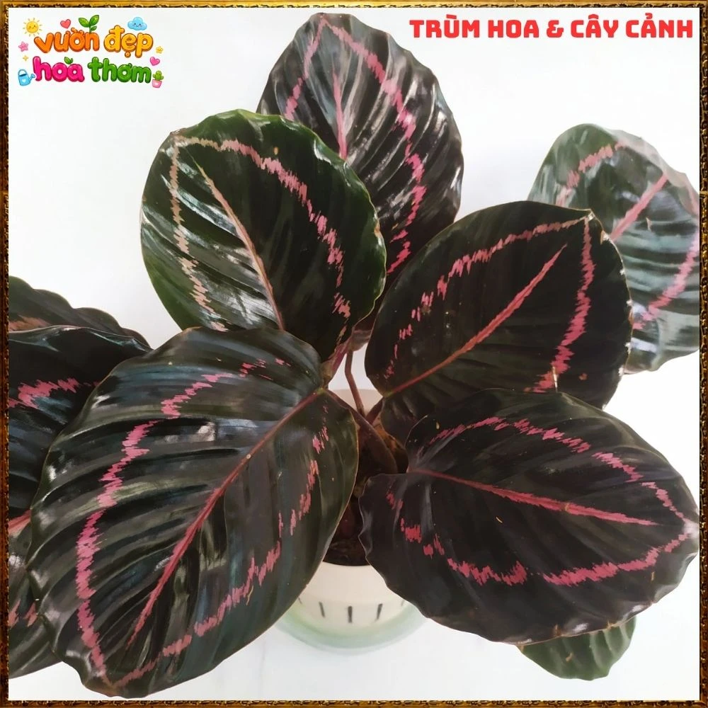 Cây Đuôi Công Tím Đậm - Ảnh 7