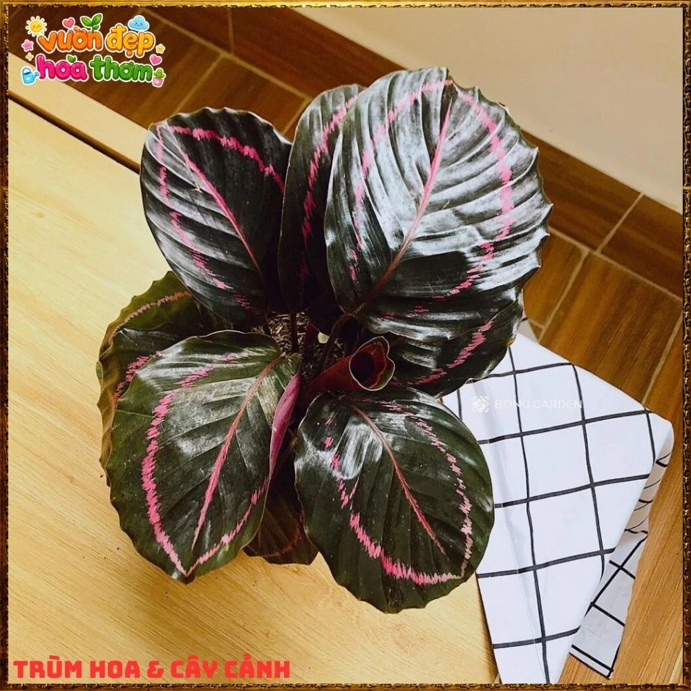 Cây Đuôi Công Tím Đậm - Ảnh 8