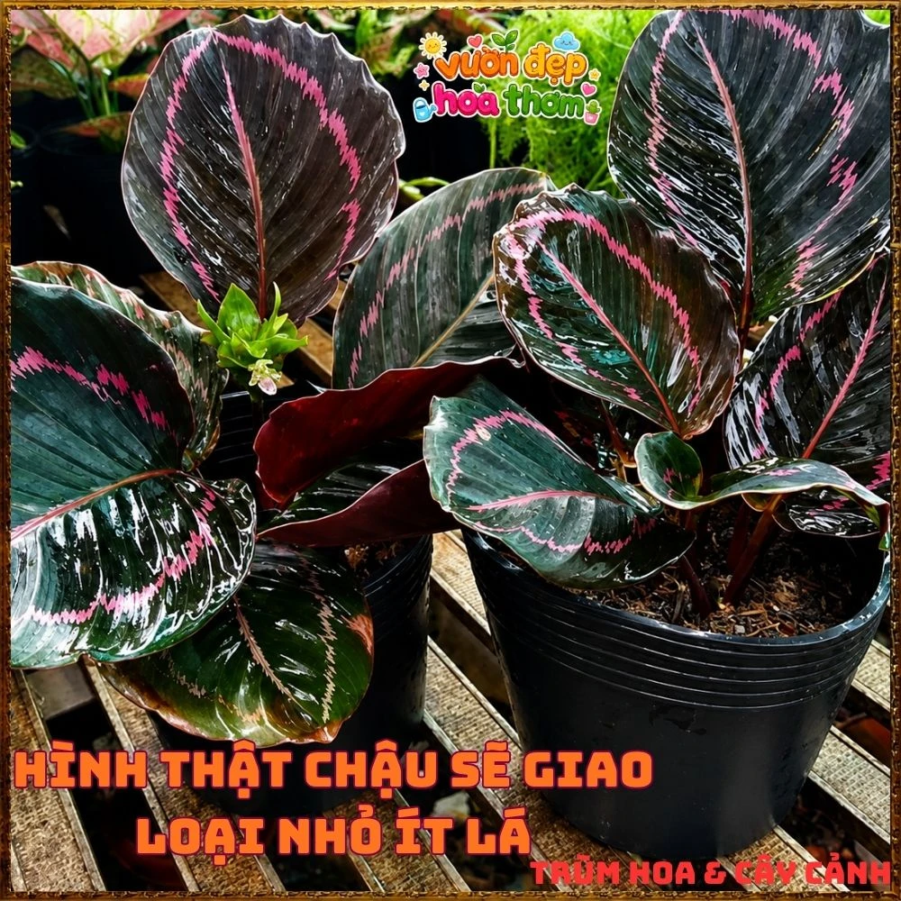 Cây Đuôi Công Tím Đậm - Ảnh 9