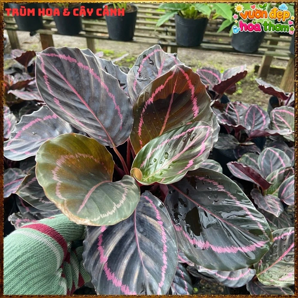 Cây Đuôi Công Tím Đậm - Ảnh 10