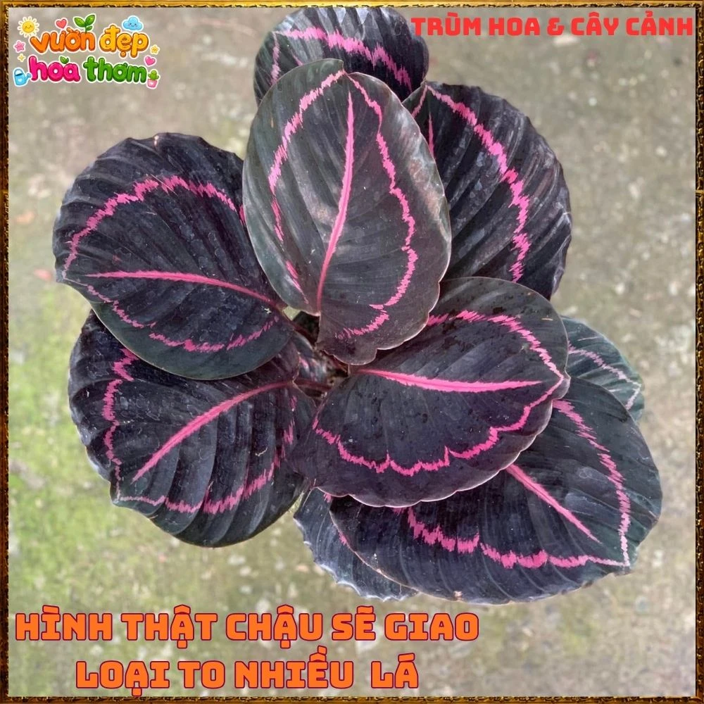 Cây Đuôi Công Tím Đậm - Ảnh 11