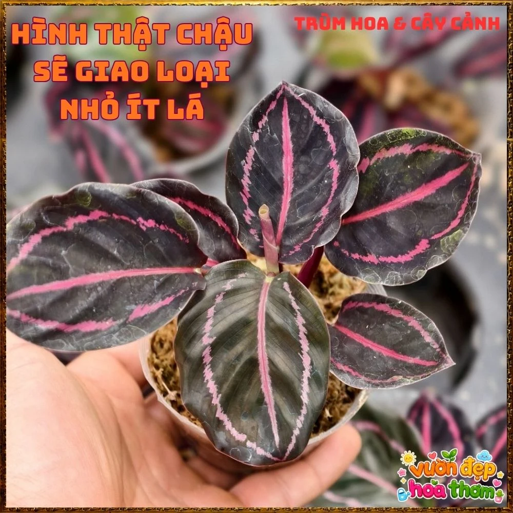 Cây Đuôi Công Tím Đậm - Ảnh 13