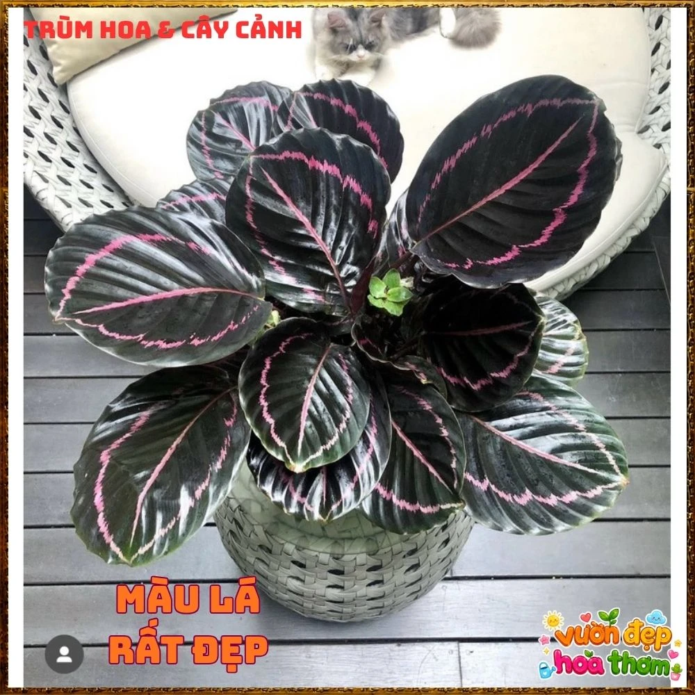 Cây Đuôi Công Tím Đậm - Ảnh 14