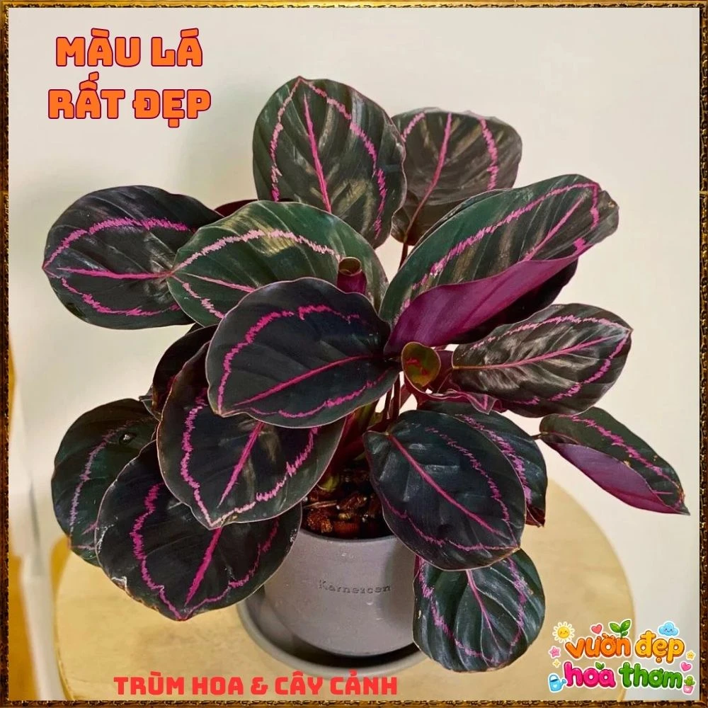 Cây Đuôi Công Tím Đậm - Ảnh 15