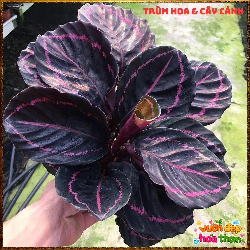 Cây Đuôi Công Tím Đậm - Ảnh 16