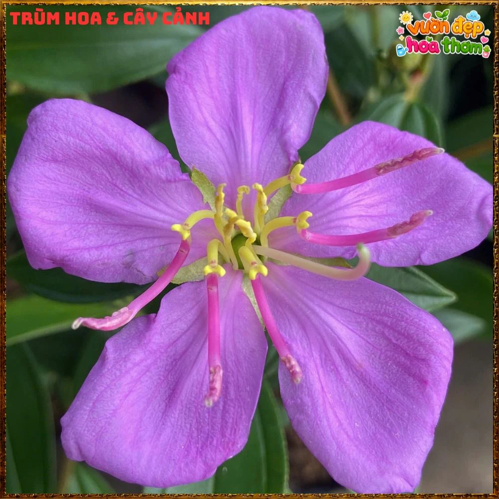 Chậu Hoa Mua Hồng Sim Thái Hồng Nở Quanh Năm, Bông To - Ảnh 5