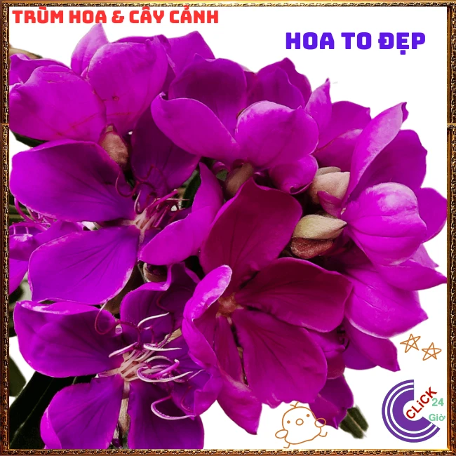 Chậu HOA MUA ÚC bông to siêu đẹp và nở hoa quanh năm - Ảnh 14
