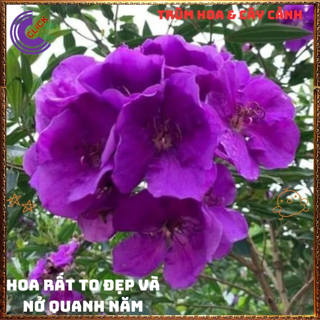 Chậu HOA MUA ÚC bông to siêu đẹp và nở hoa quanh năm