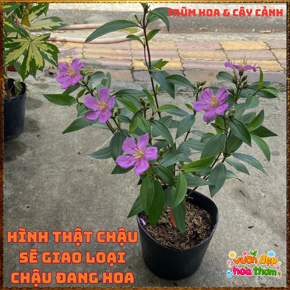 Chậu Hoa Mua Hồng Sim Thái Hồng Nở Quanh Năm, Bông To - Ảnh 2