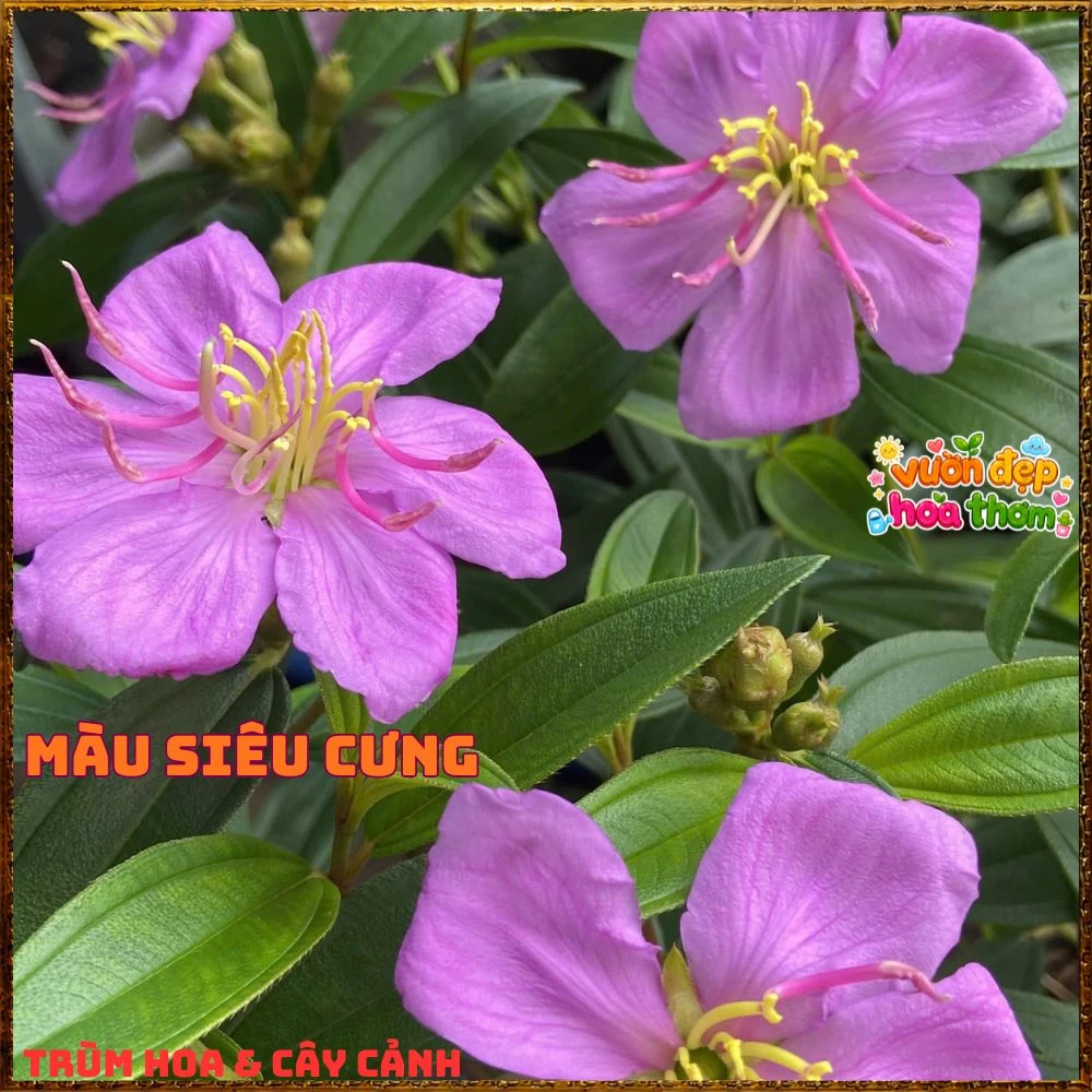 Chậu Hoa Mua Hồng Sim Thái Hồng Nở Quanh Năm, Bông To - Ảnh 4