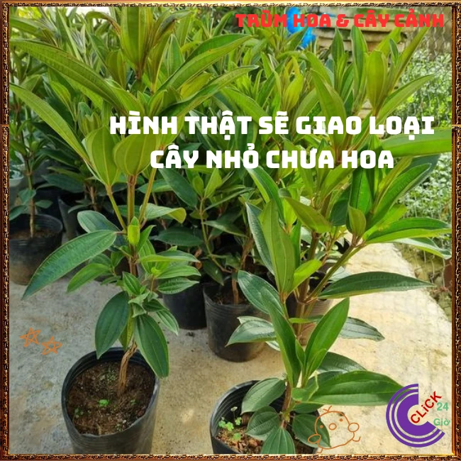 Chậu HOA MUA ÚC bông to siêu đẹp và nở hoa quanh năm - Ảnh 4