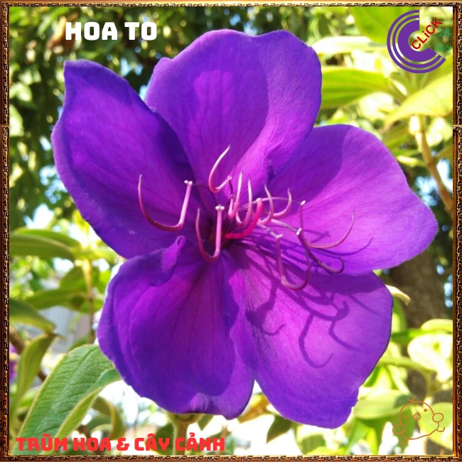 Chậu HOA MUA ÚC bông to siêu đẹp và nở hoa quanh năm - Ảnh 5