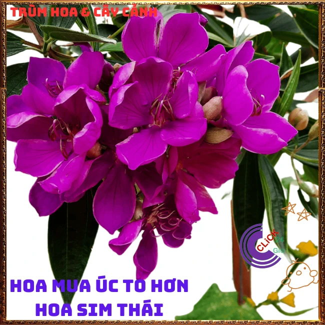 Chậu HOA MUA ÚC bông to siêu đẹp và nở hoa quanh năm - Ảnh 6