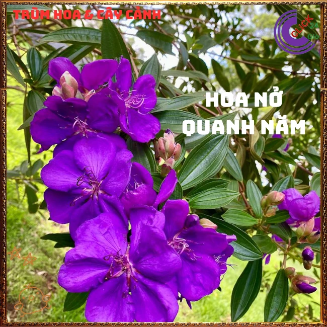 Chậu HOA MUA ÚC bông to siêu đẹp và nở hoa quanh năm - Ảnh 2