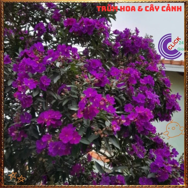 Chậu HOA MUA ÚC bông to siêu đẹp và nở hoa quanh năm - Ảnh 7