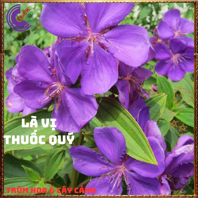 Chậu HOA MUA ÚC bông to siêu đẹp và nở hoa quanh năm - Ảnh 8