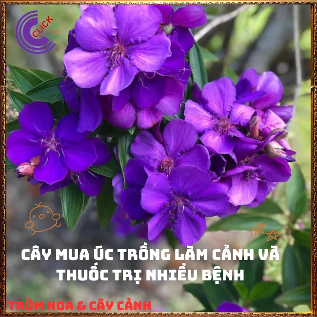 Chậu HOA MUA ÚC bông to siêu đẹp và nở hoa quanh năm - Ảnh 9