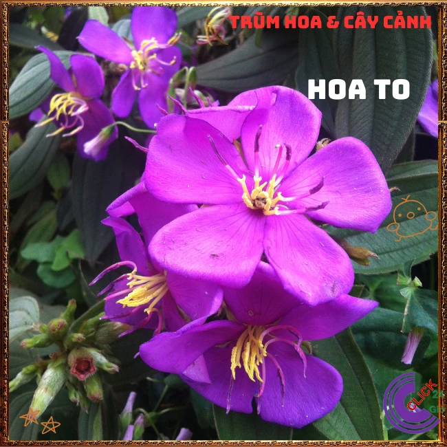 Chậu HOA MUA ÚC bông to siêu đẹp và nở hoa quanh năm - Ảnh 10