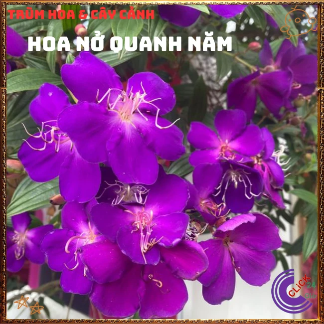Chậu HOA MUA ÚC bông to siêu đẹp và nở hoa quanh năm - Ảnh 11