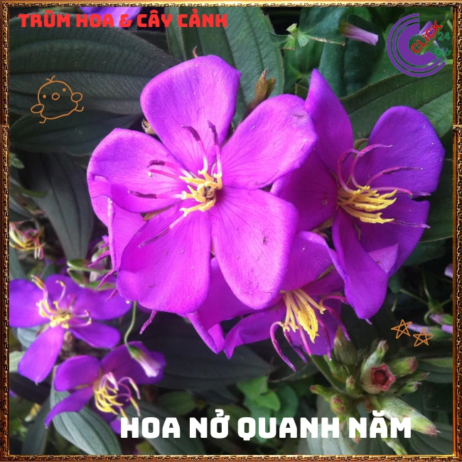 Chậu HOA MUA ÚC bông to siêu đẹp và nở hoa quanh năm - Ảnh 12