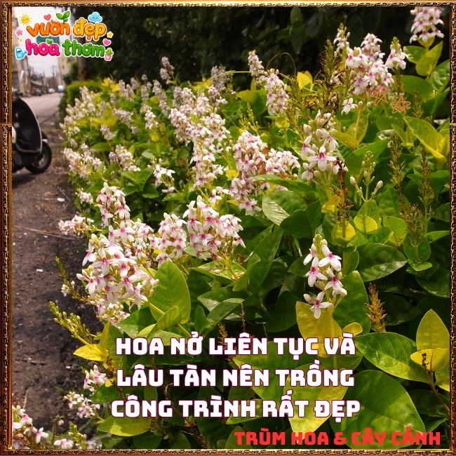 Chậu Hoa Hoàn Ngọc Nở Rất Lâu Tàn Đẹp Tuyệt - Ảnh 2