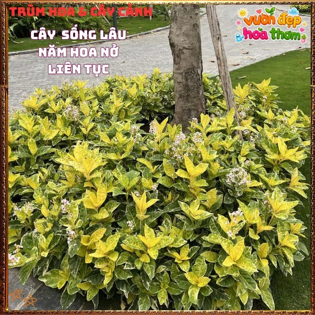 Chậu Hoa Hoàn Ngọc Nở Rất Lâu Tàn Đẹp Tuyệt - Ảnh 3