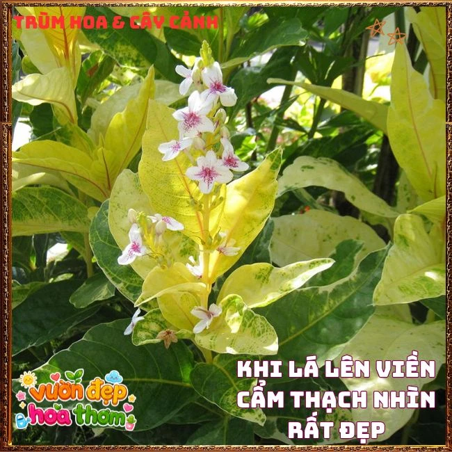 Chậu Hoa Hoàn Ngọc Nở Rất Lâu Tàn Đẹp Tuyệt - Ảnh 5
