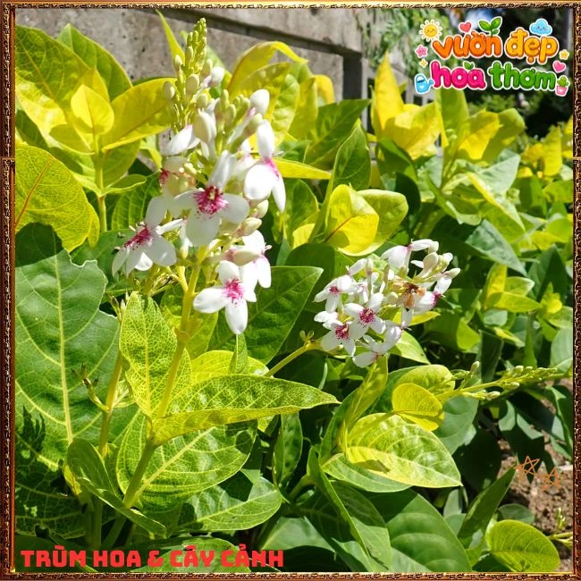 Chậu Hoa Hoàn Ngọc Nở Rất Lâu Tàn Đẹp Tuyệt - Ảnh 6