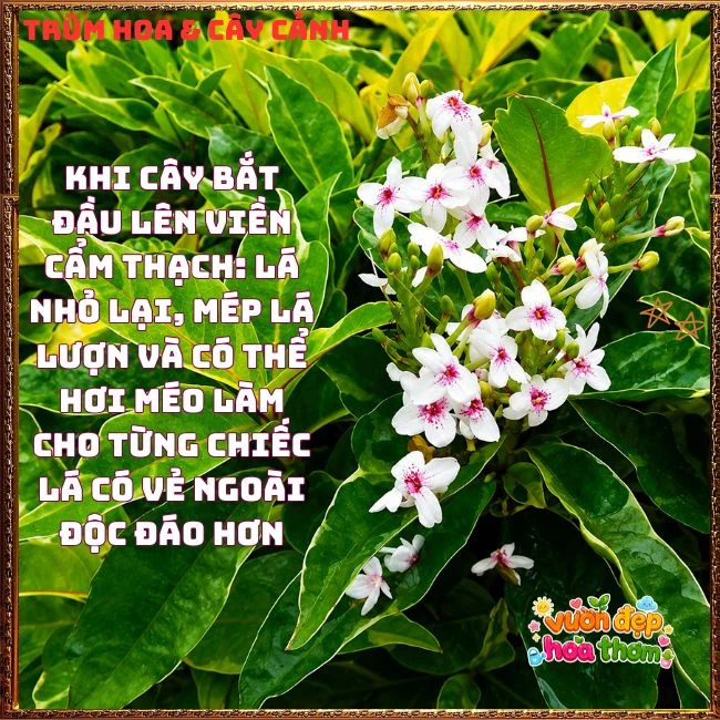 Chậu Hoa Hoàn Ngọc Nở Rất Lâu Tàn Đẹp Tuyệt - Ảnh 7