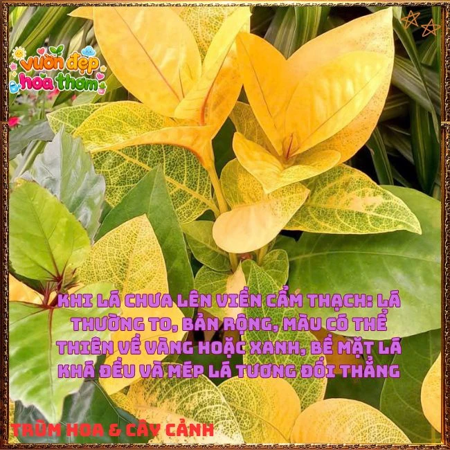 Chậu Hoa Hoàn Ngọc Nở Rất Lâu Tàn Đẹp Tuyệt - Ảnh 8
