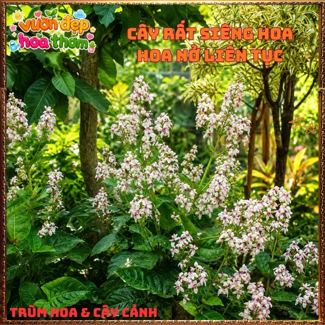 Chậu Hoa Hoàn Ngọc Nở Rất Lâu Tàn Đẹp Tuyệt - Ảnh 9