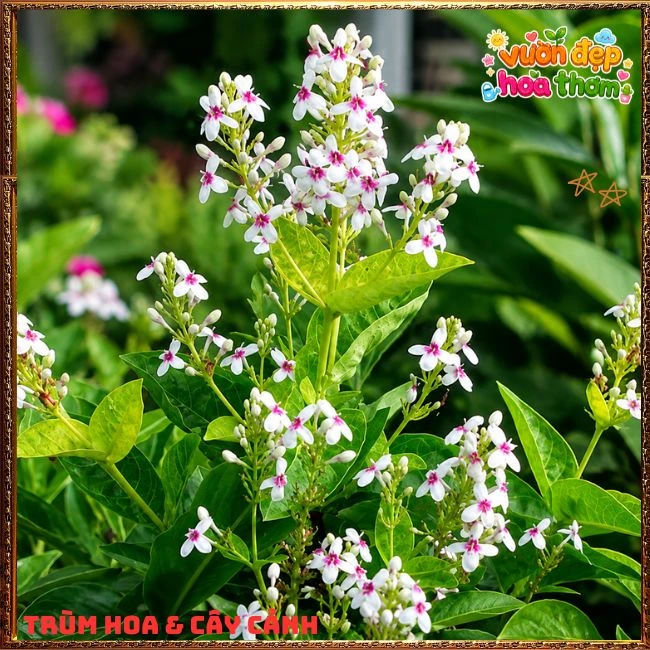 Chậu Hoa Hoàn Ngọc Nở Rất Lâu Tàn Đẹp Tuyệt - Ảnh 11