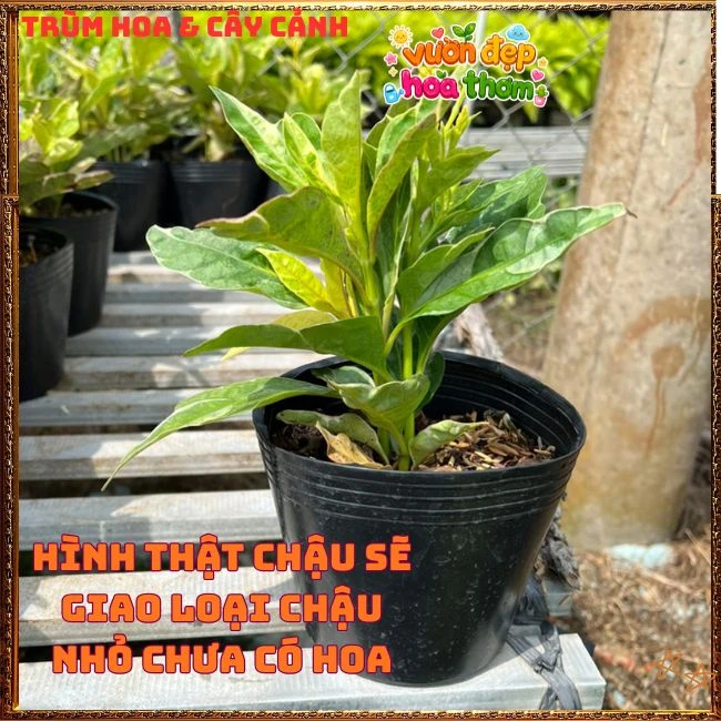 Chậu Hoa Hoàn Ngọc Nở Rất Lâu Tàn Đẹp Tuyệt - Ảnh 12