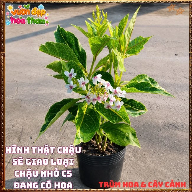 Chậu Hoa Hoàn Ngọc Nở Rất Lâu Tàn Đẹp Tuyệt - Ảnh 13